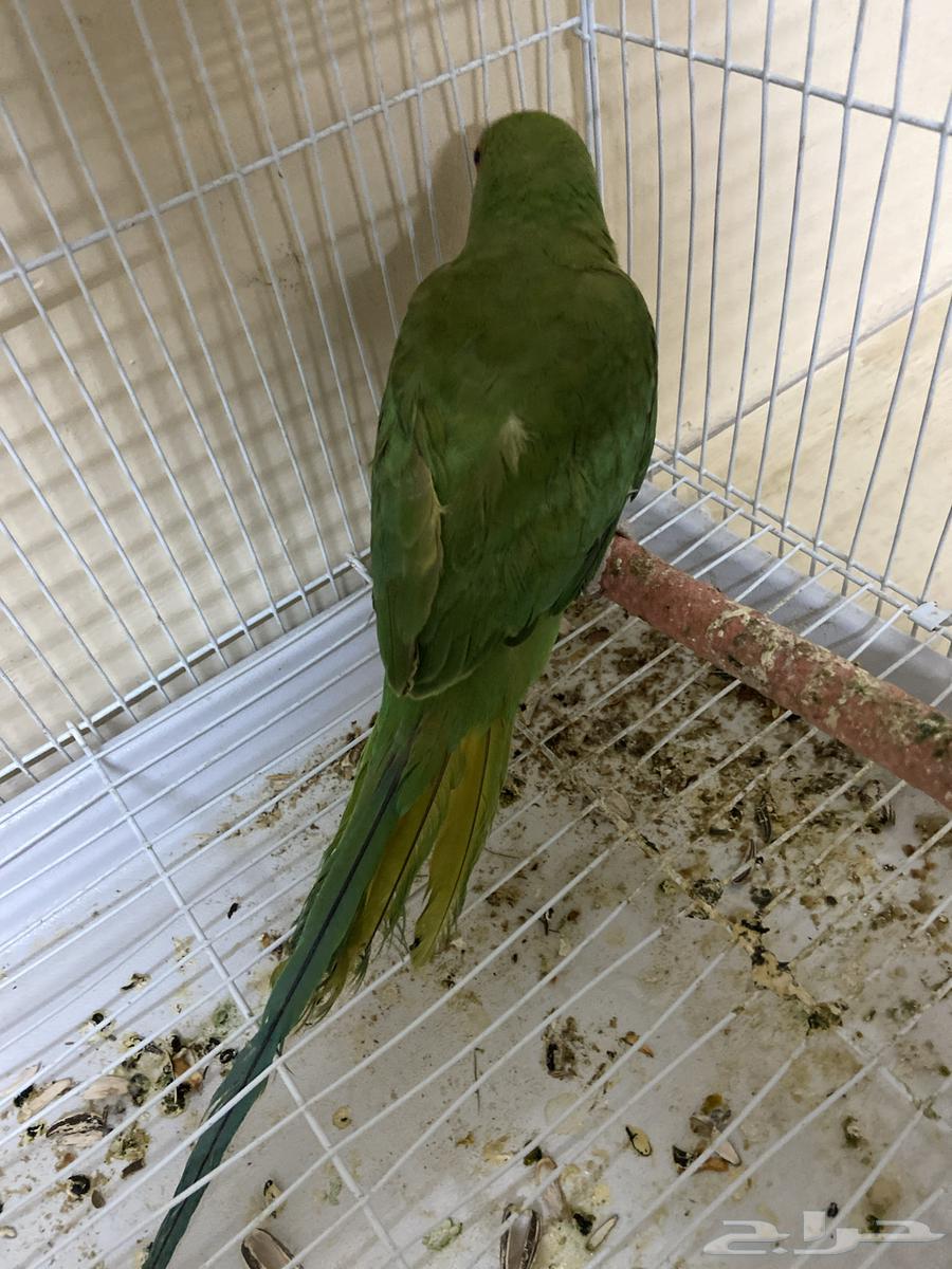 درة أليف العمر 6 شهور   صحي 10064540921803523113