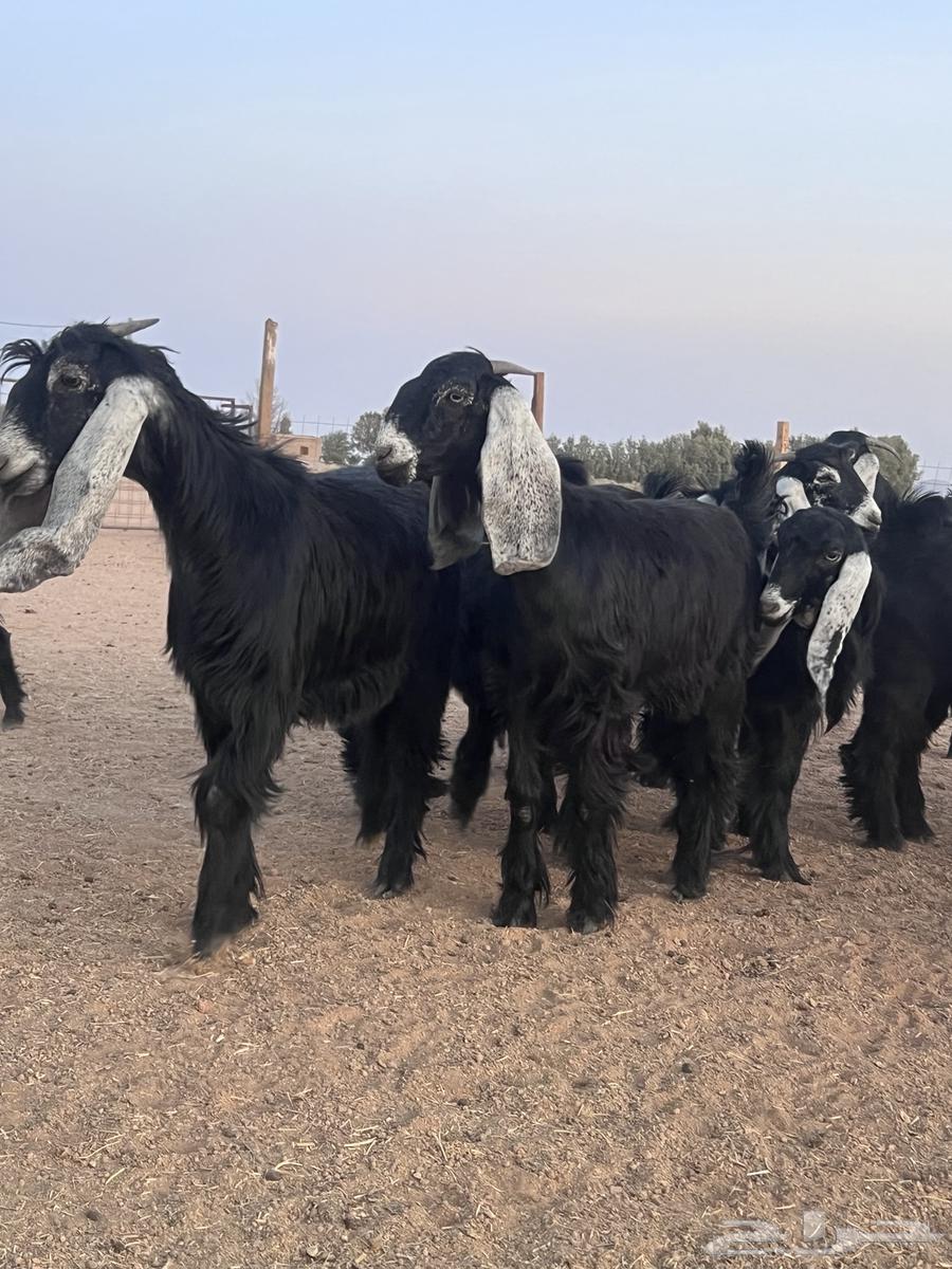 جذعات عوارض (جفرات) للبيع 4264525704799233112