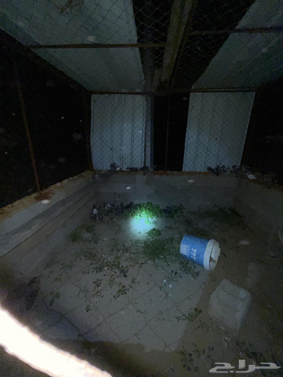 Bathroom for sale, 50 pieces at two riyals each, total 10064536014787331113