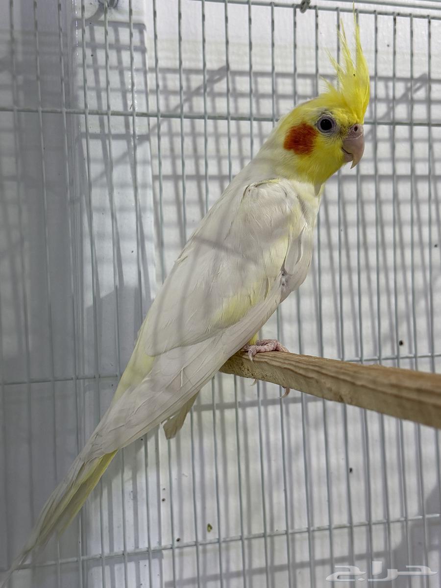 للبيع ذكر كروان لاتينو ( تم البيع )64538779076353110