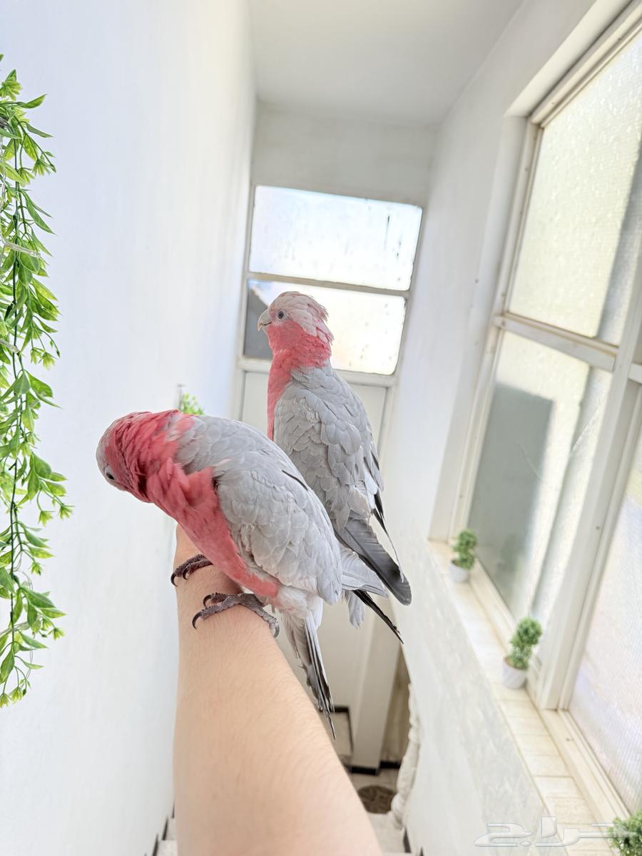 ببغاء كوكاتو قالا أليفة ولعوبة تم البيع64543210536705114