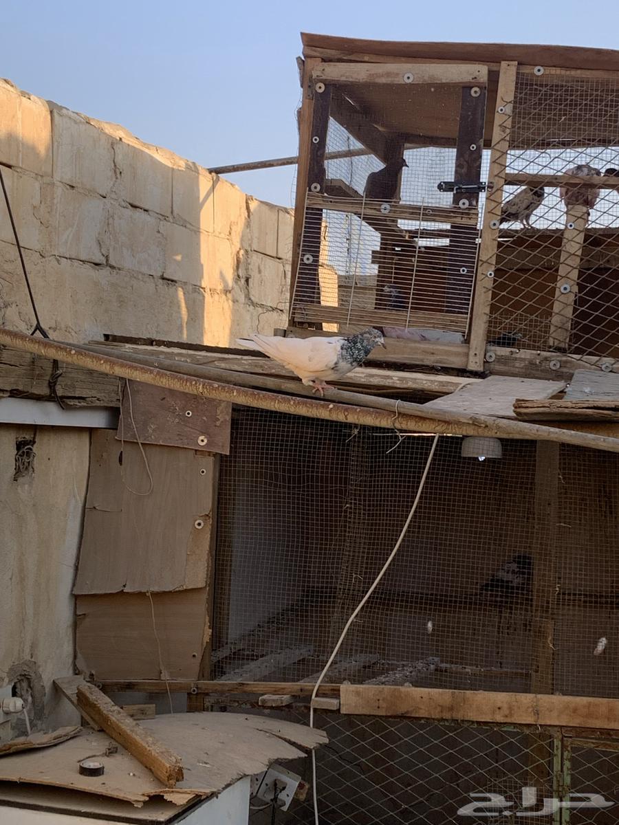 للبيع حمام باكستاني64536294000386112