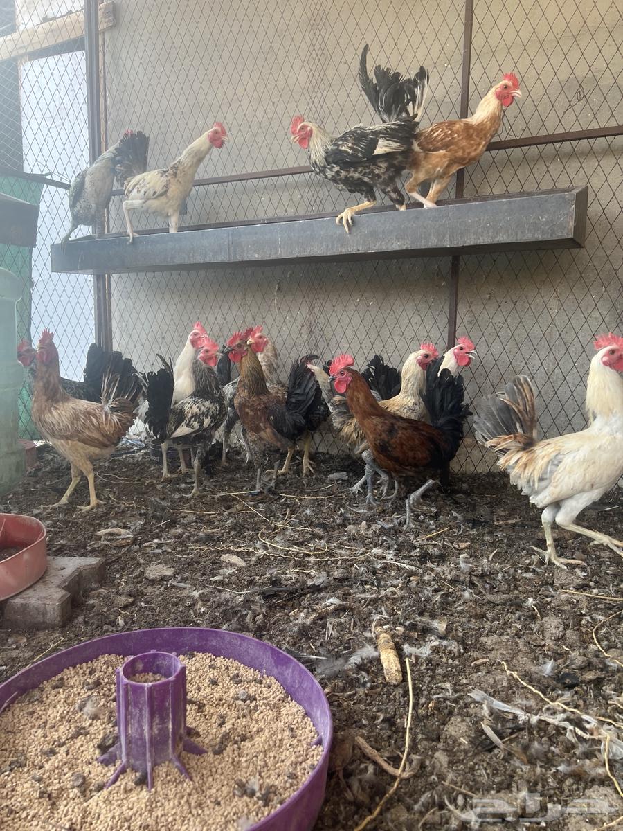 ديكة بلدي64538260792066113