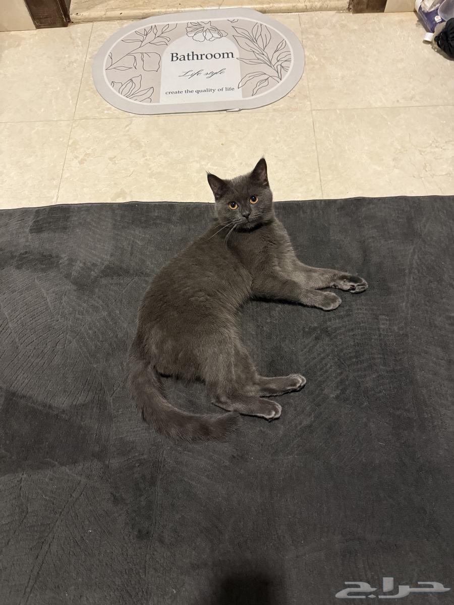 سكوتش ستريت بيور ذكر سنه و 4 شهور64541407531777111