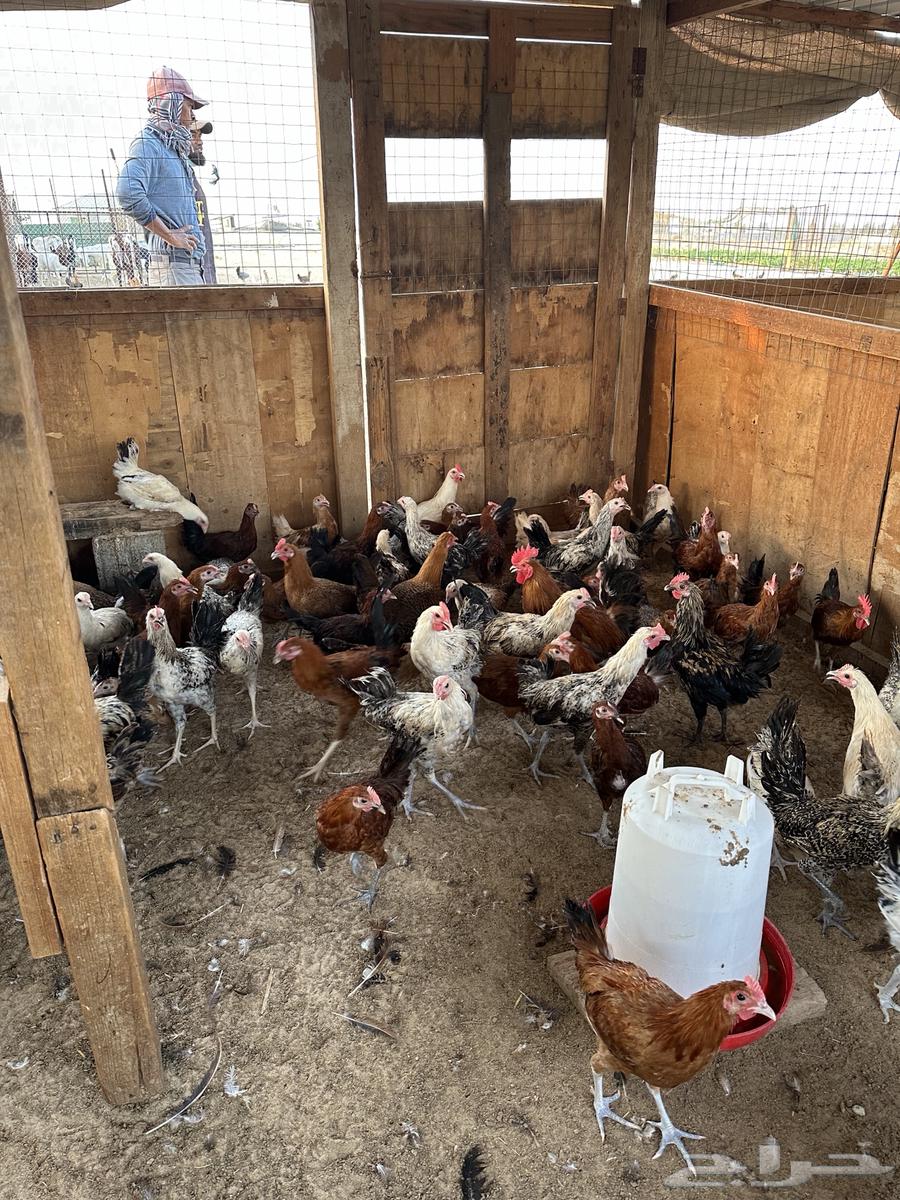 ديوك بلدي العمر من 3.5 الى 4 شهور64542657311107110