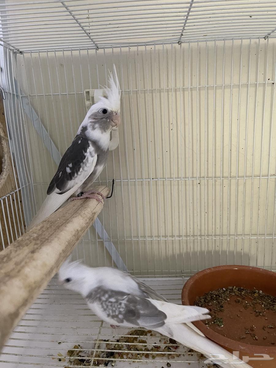 كروان فردات ( تم البيع )64536460087171112