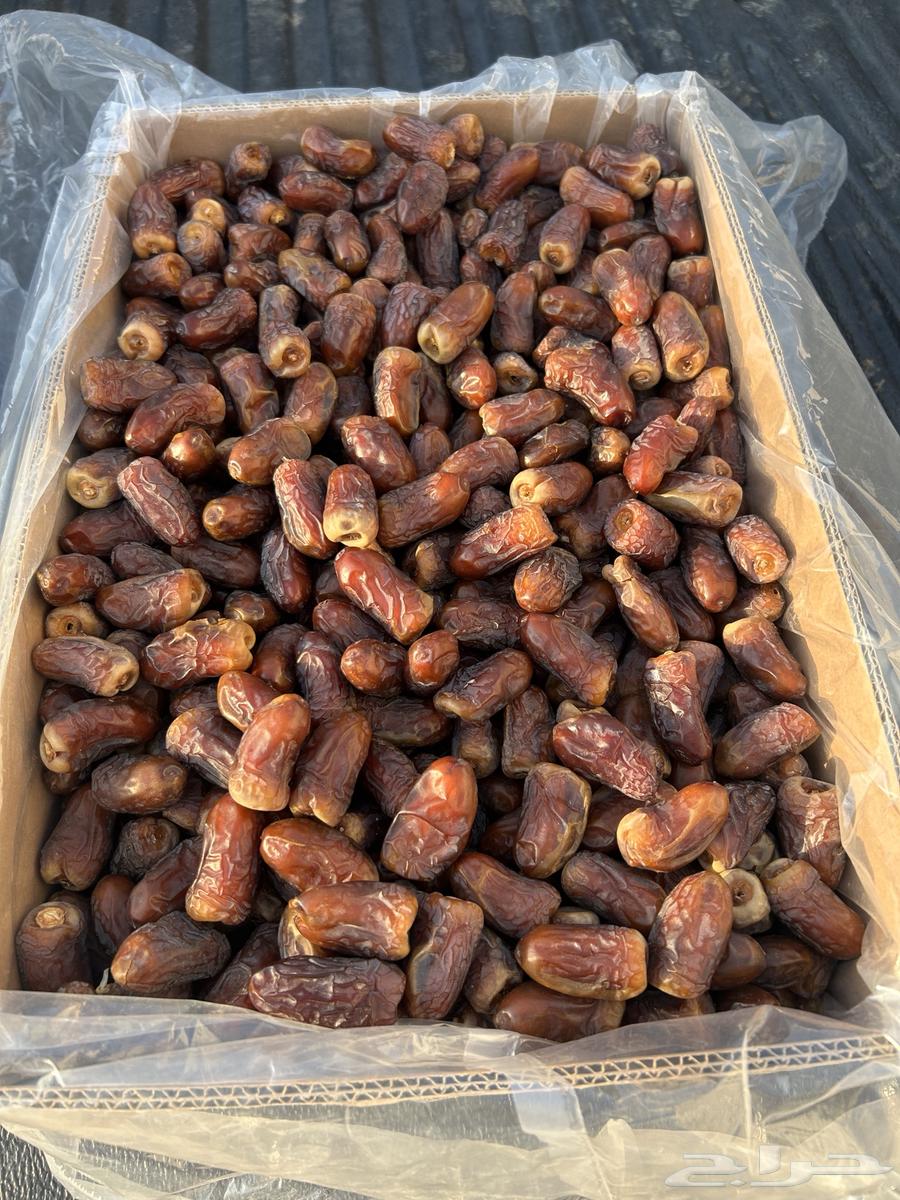 Barni Dates for Sale64540638044547112