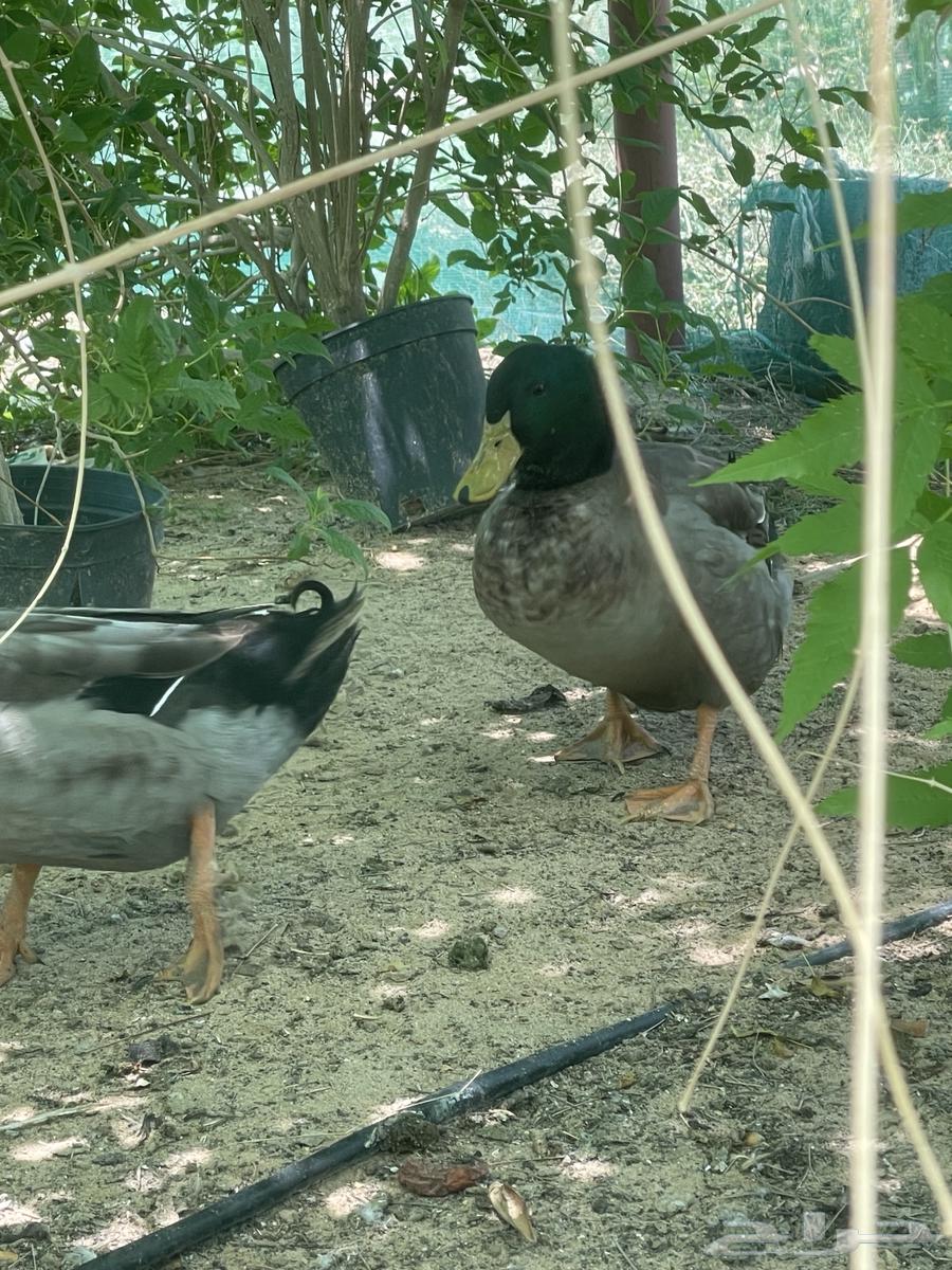 بط للبيع64537366114435111