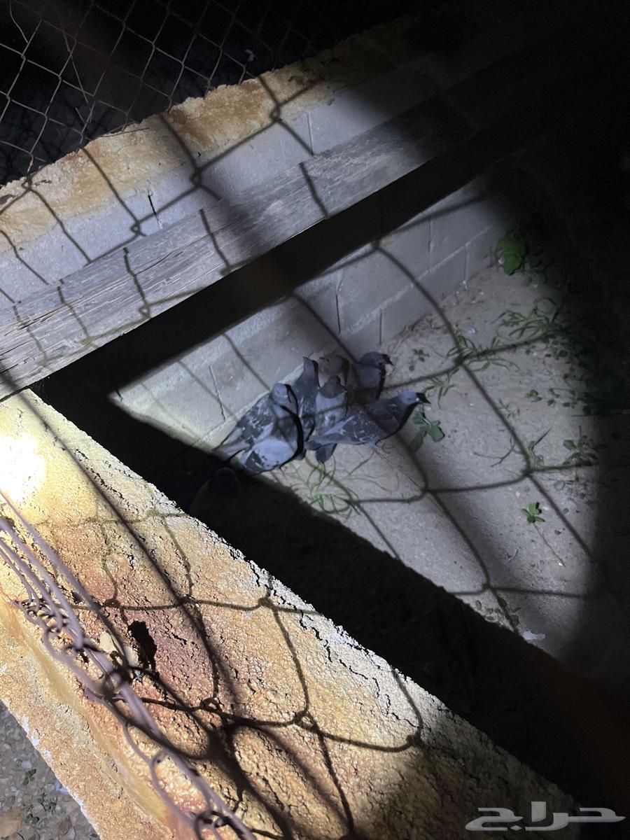 Bathroom for sale, 50 pieces at two riyals each, total 10064536014787331112