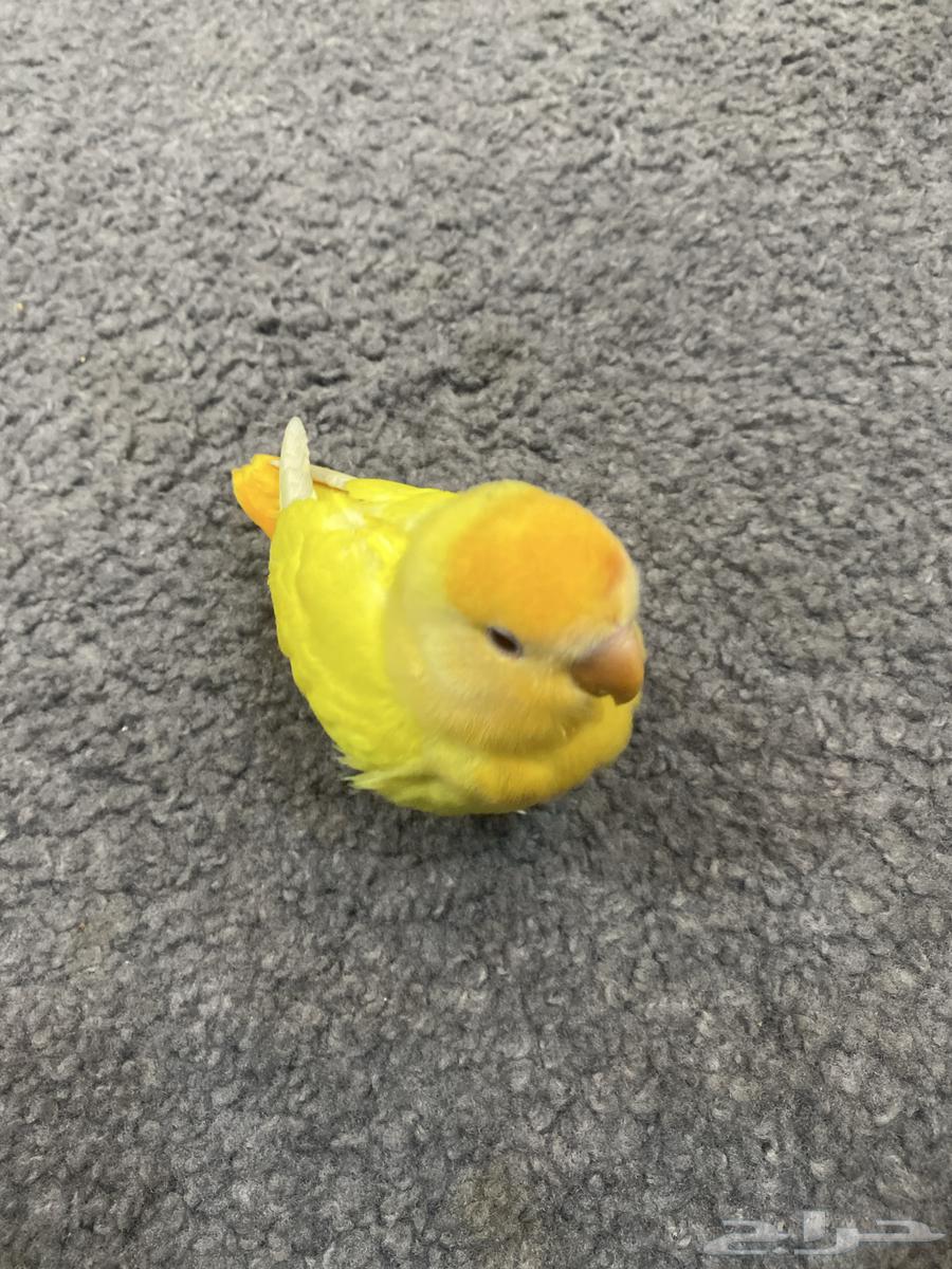 Day64541165378049111