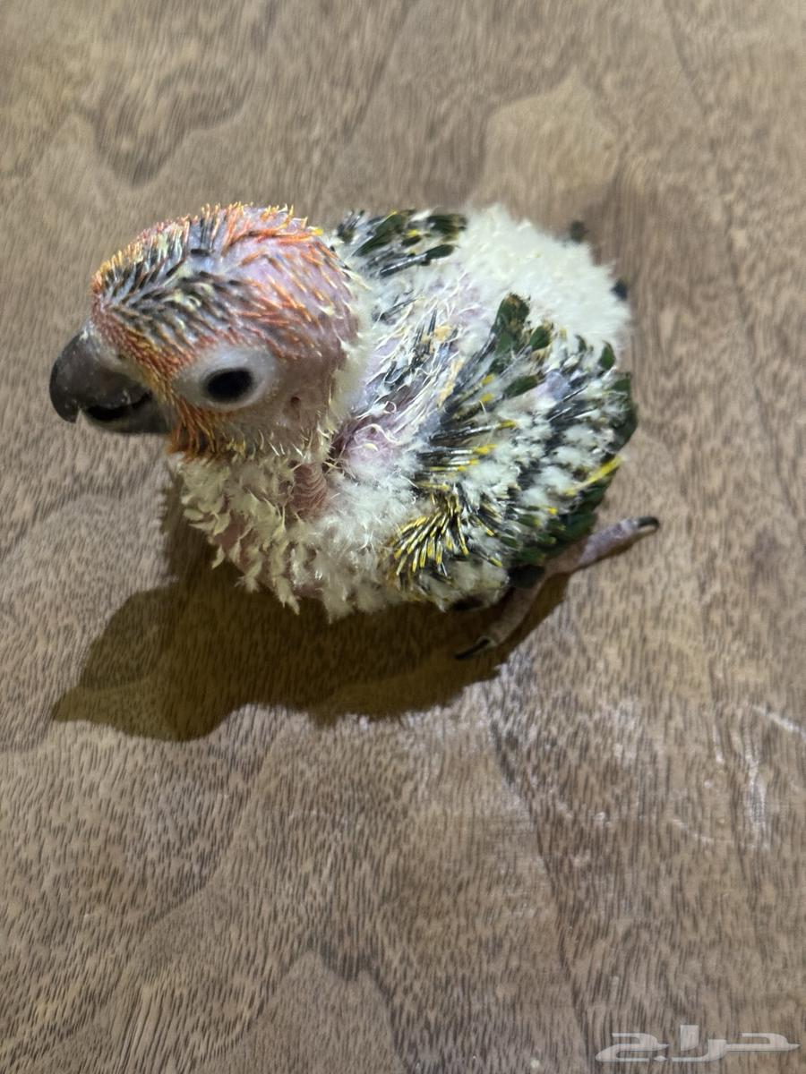 فرخ كروان وصن كنيور (((تم البيع خارج الموقع)))64537686980994114