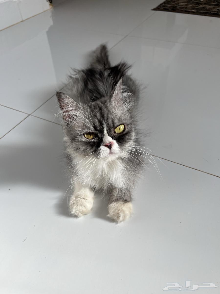 قط انثى للبيع64542303153538112