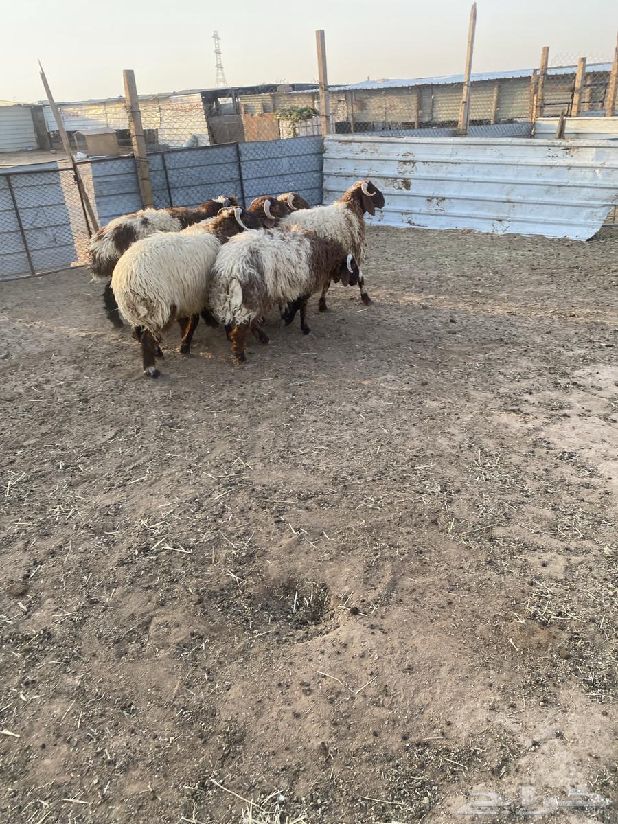 I have 6 good Na'imi sheep, 6 months old, local breed, sold individually64535737038594110