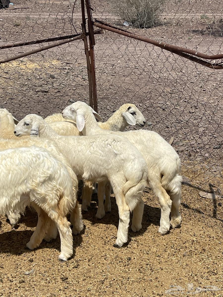 رخال فواخر تمم البيع64539386810755110