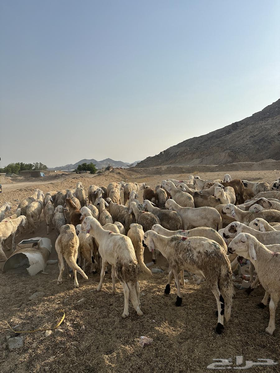 سواكن بيض64540423805698114