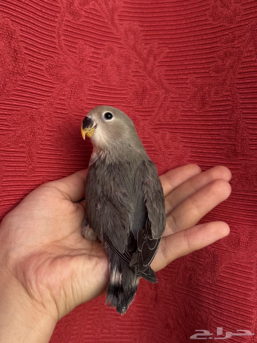 ( تم البيع الله يبارك ) طير روز اليف هدد نشبهه مناسب ل64537156267649113