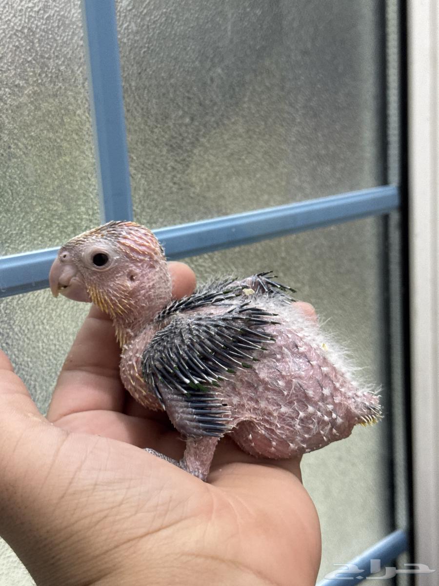 فرخ كايك وايت بيلي غر انتاج محلي (ببغاء المهرج)64542657287170110