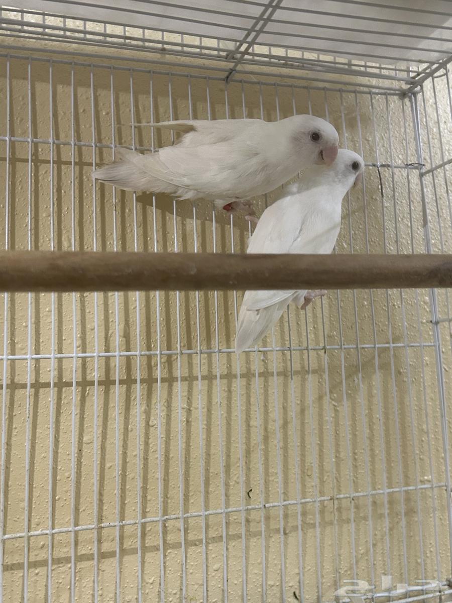 Pair of binos is productive64536070095619112