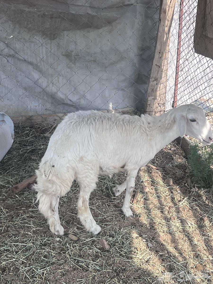 رخلين للبيع شحم64541963448579110