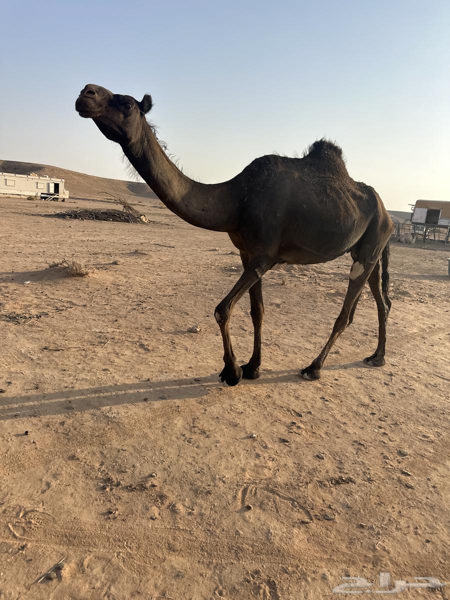 ثنيه لقحه للبيع64540124335747112