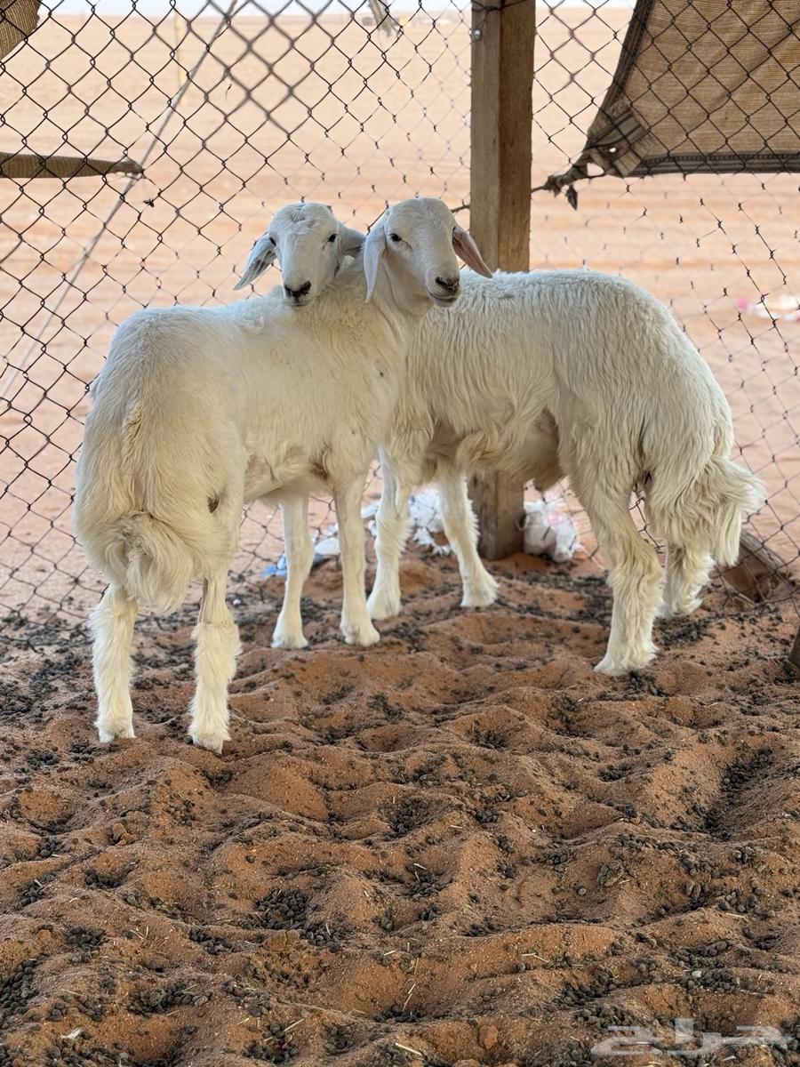 طليان حري مقفلات شرط64536223860866110