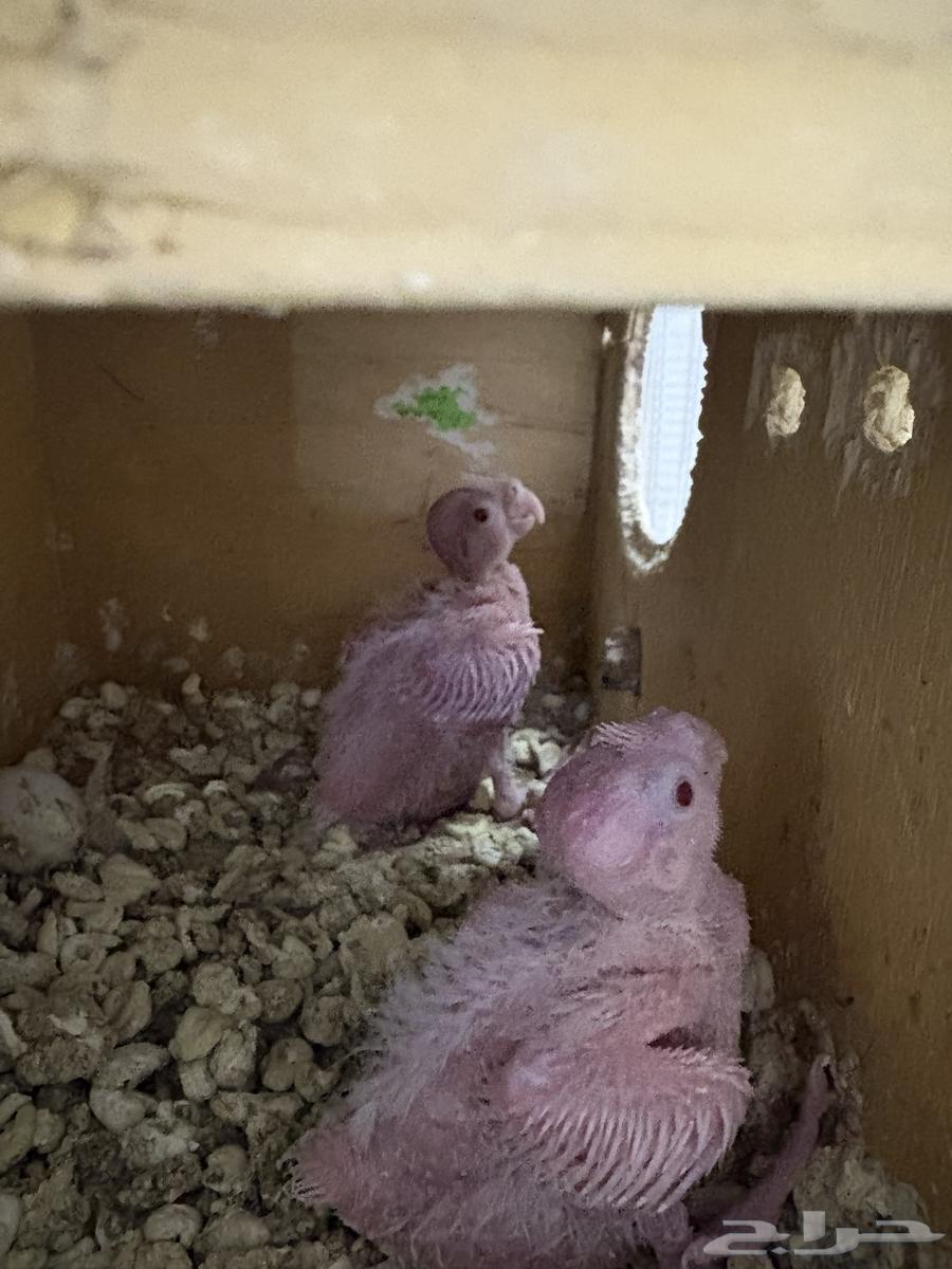 كروان ابيض64540865246979113