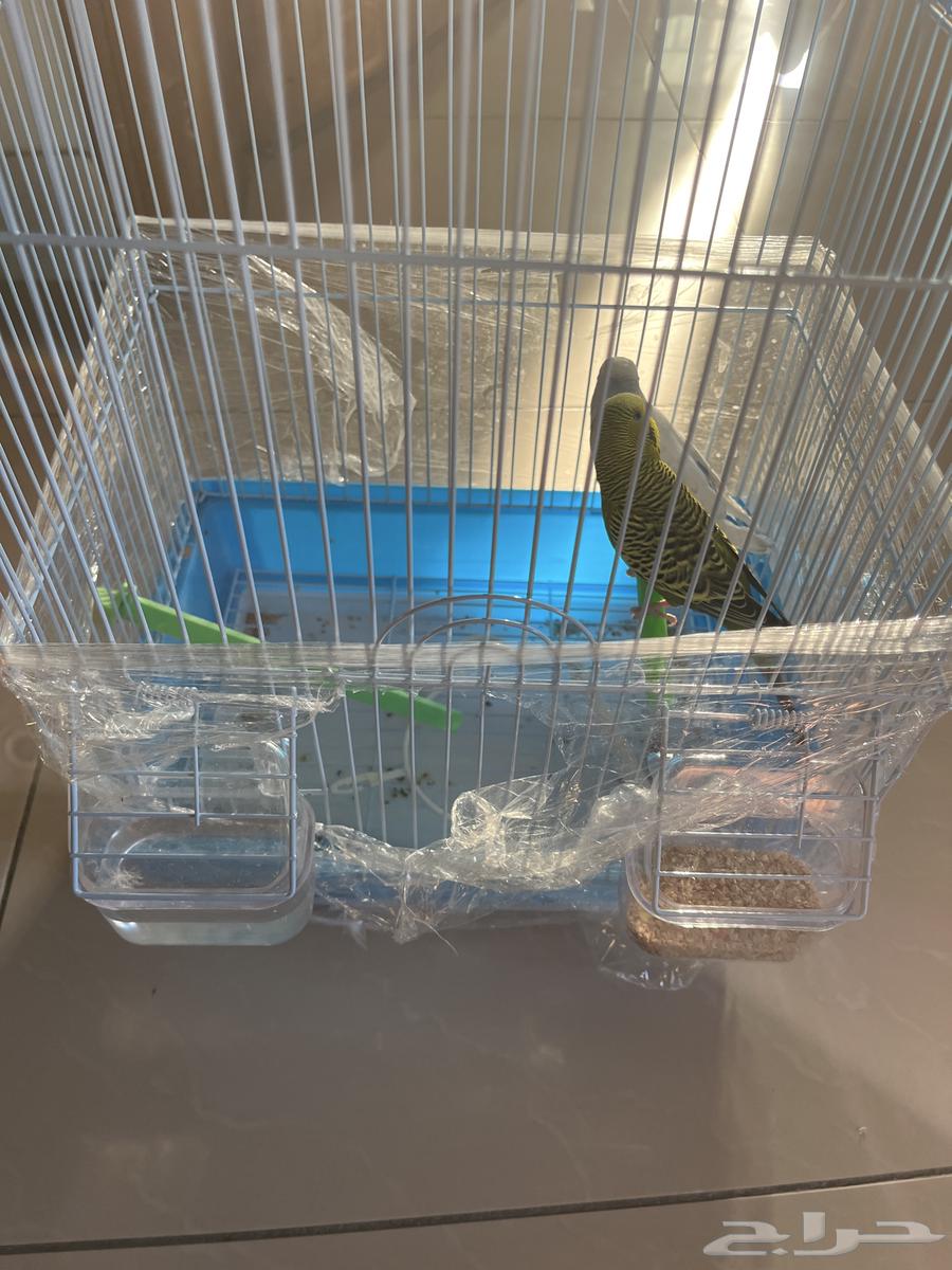 Budgerigars (untrained) (pair) bought them a week and a half ago price 17564540138494850111