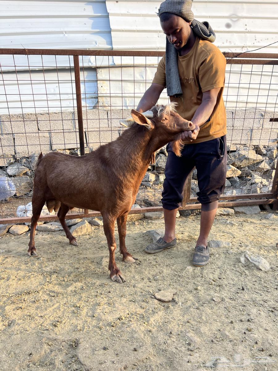 تيس فحل للبيع64538120622722112