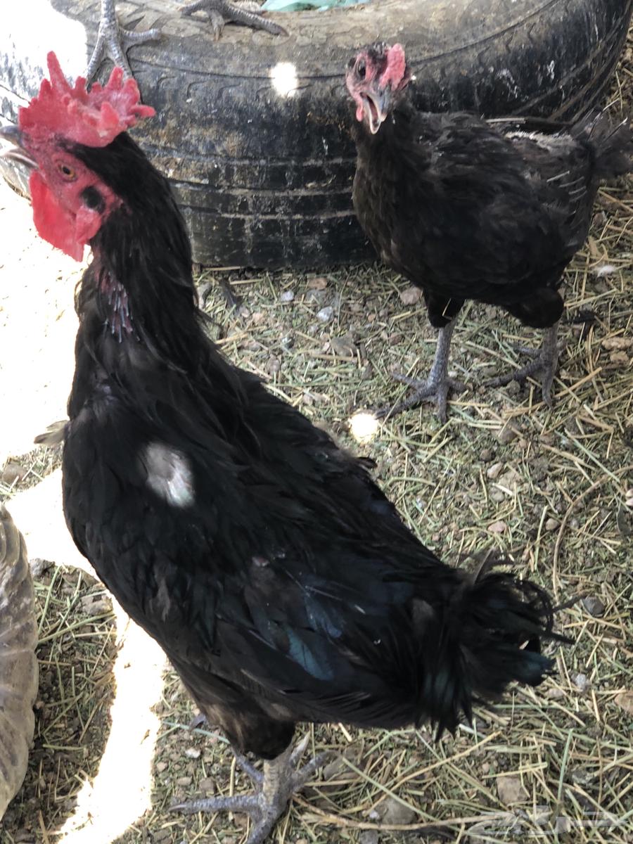 ديكه للبيع64537784402433110