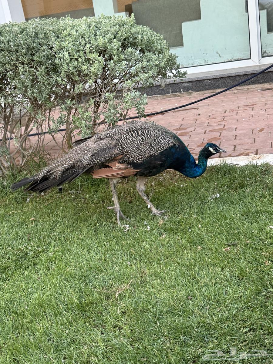 طاؤوس للبيع64540694760321111