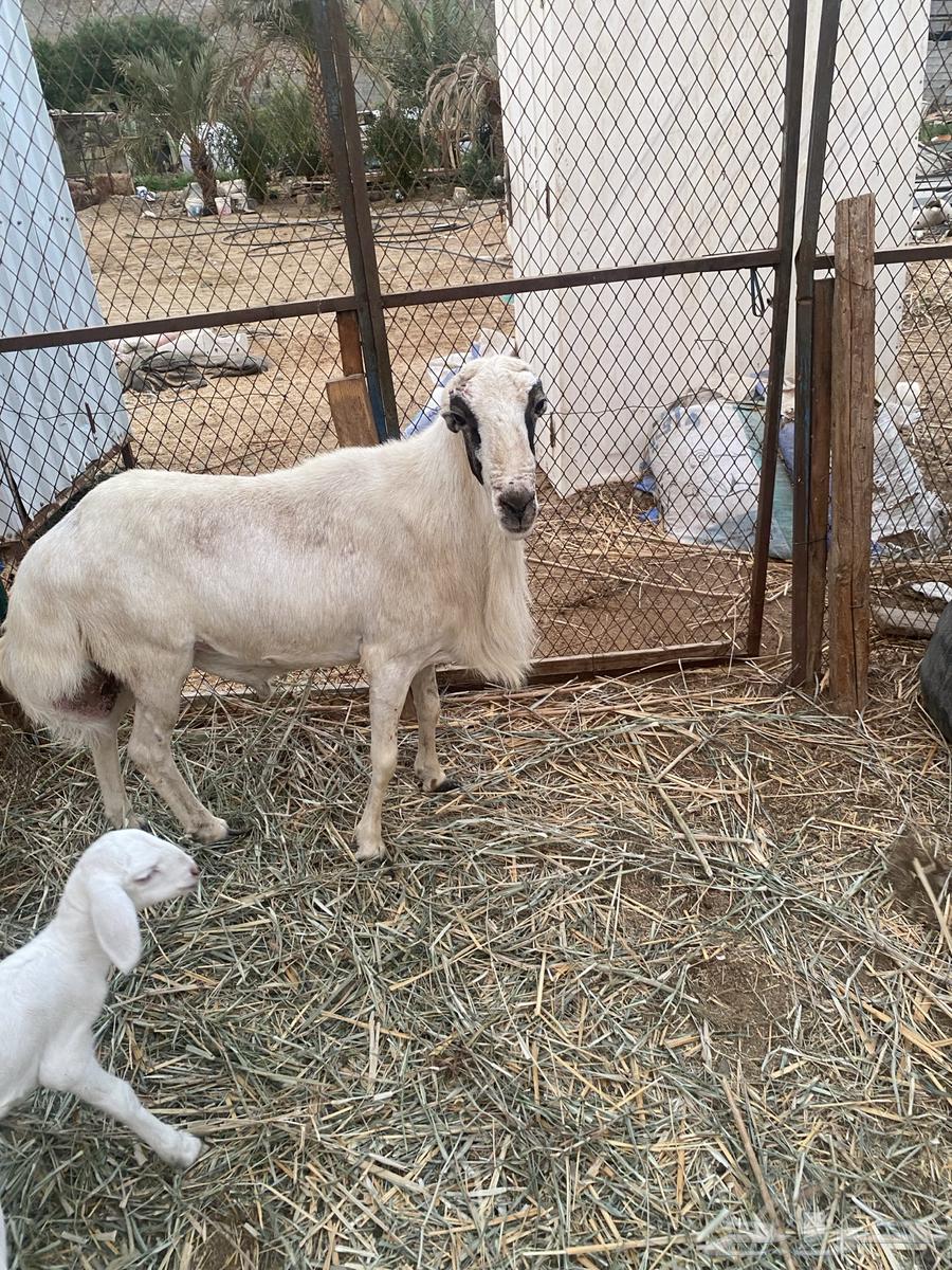 فحل للبيع64542842501889111