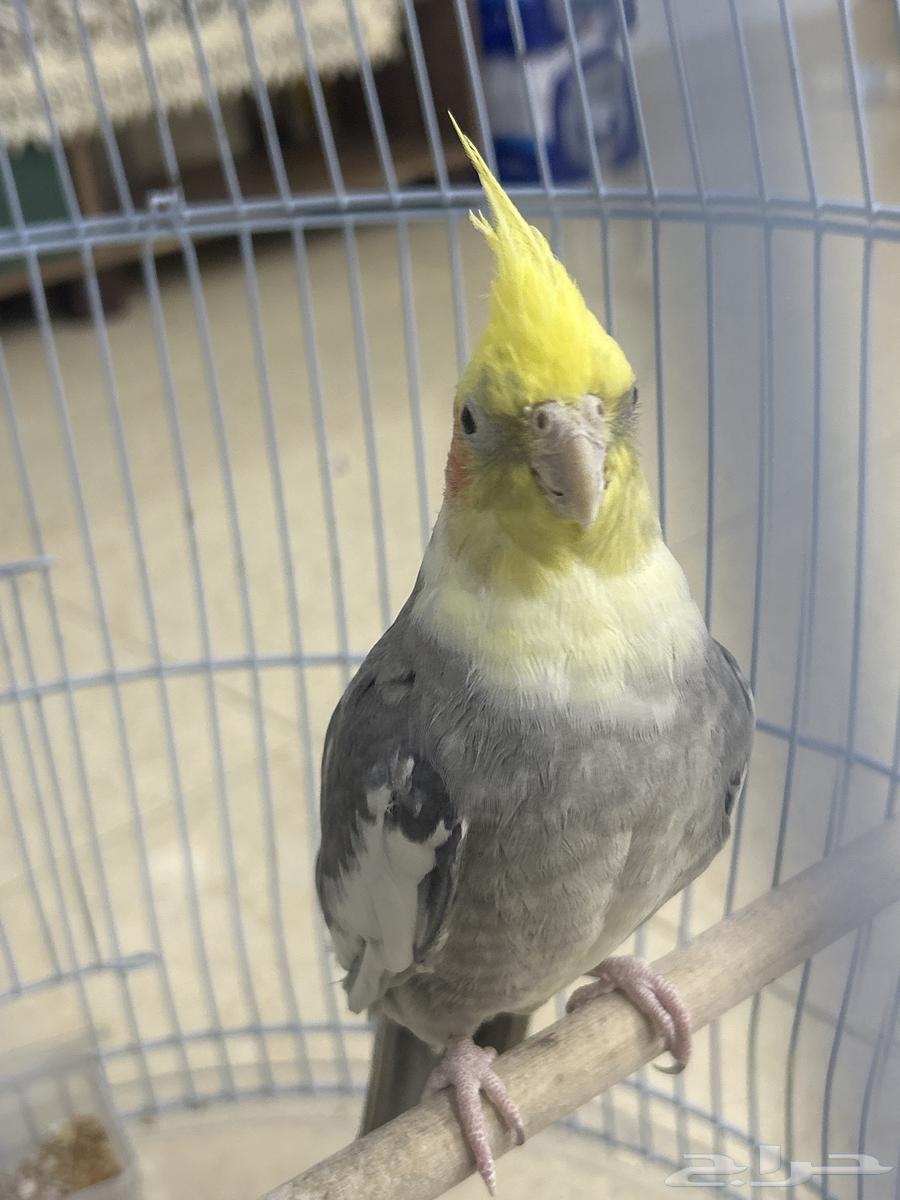 ببغاء كوكتيل .64541622967043110