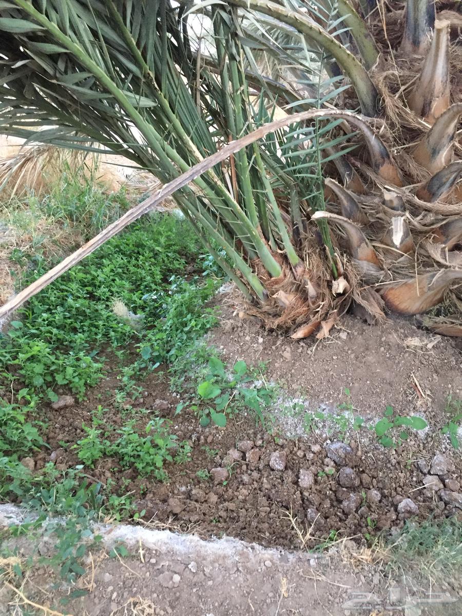 فسايل نخيل64540152678529110