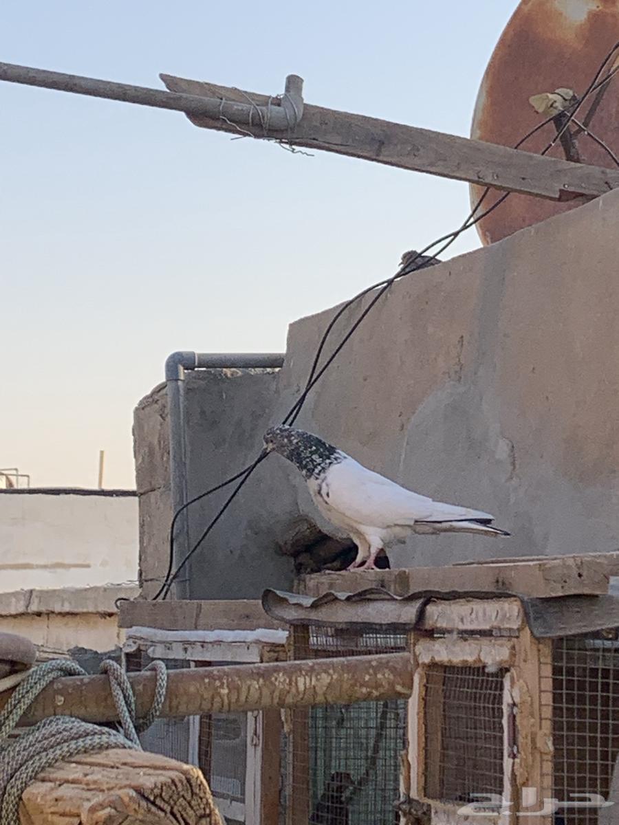 للبيع حمام باكستاني64536294000386113