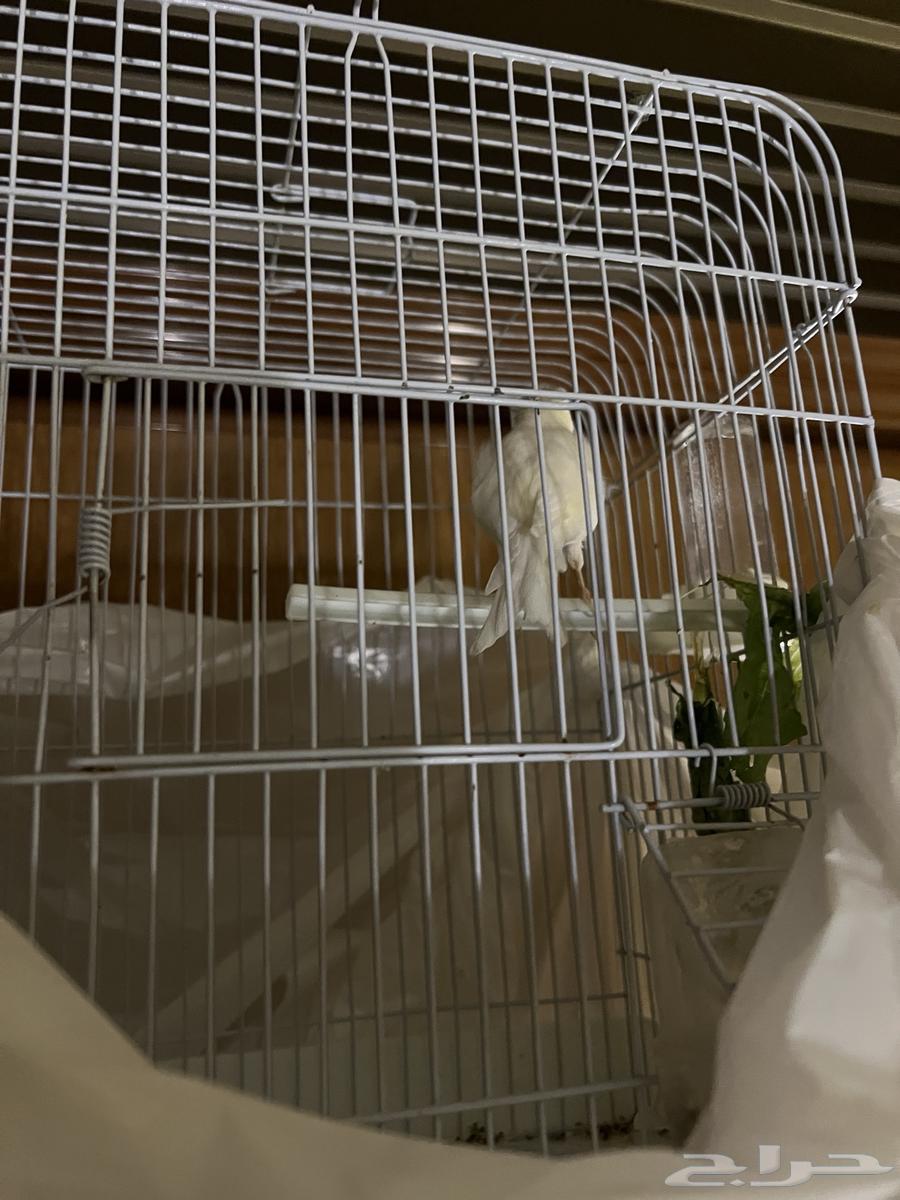 Canary bird64543662231041110