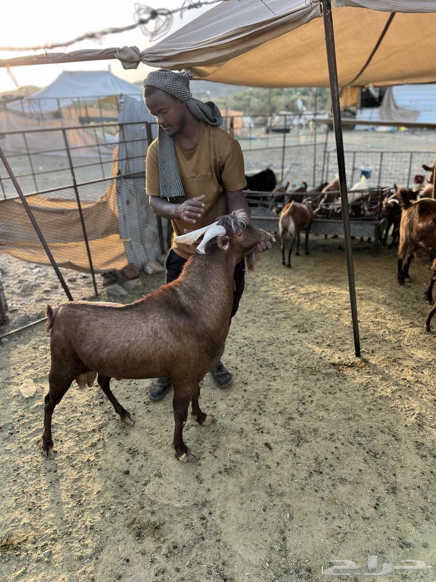 تيس فحل للبيع64538120622722114