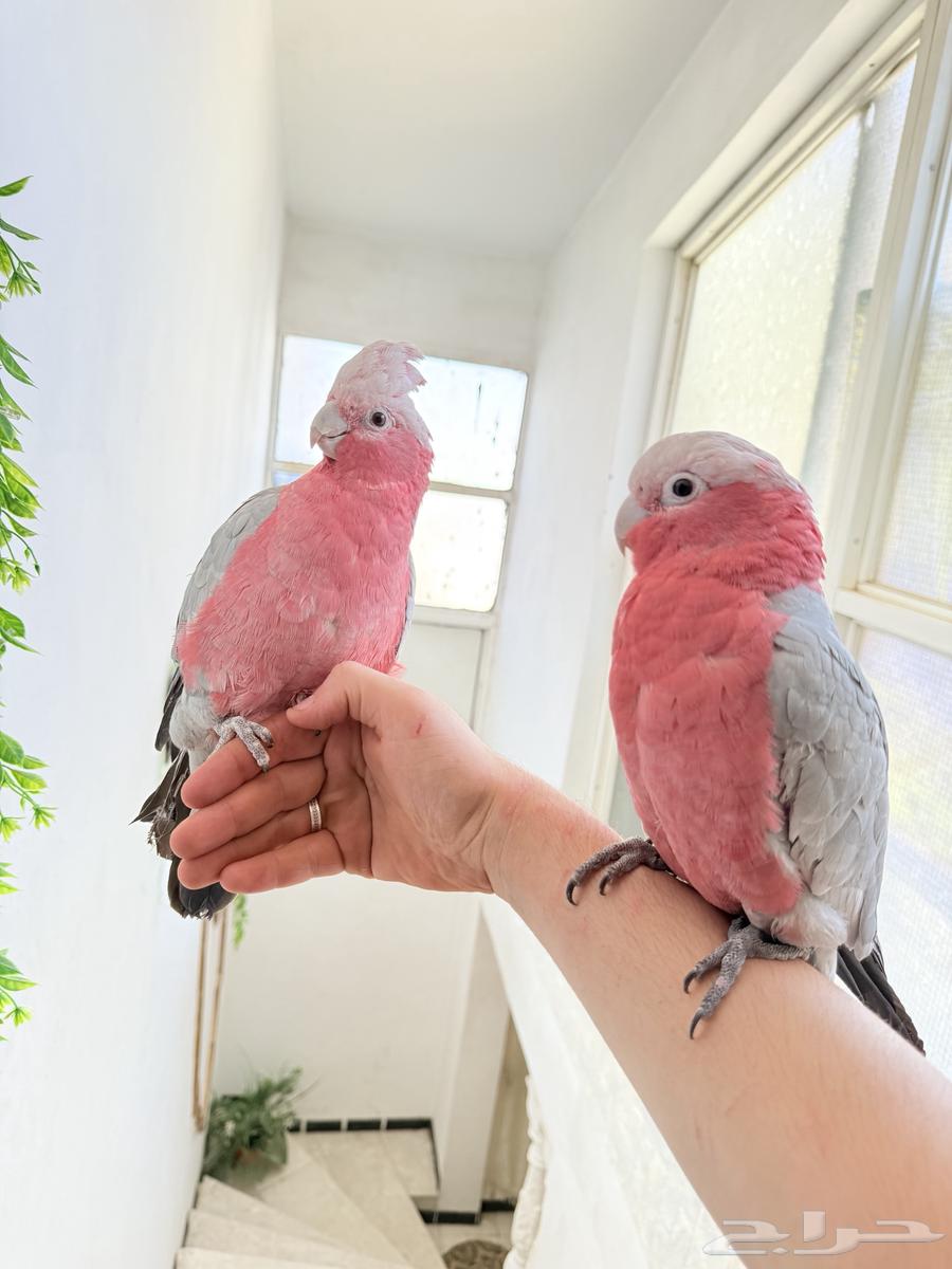 ببغاء كوكاتو قالا أليفة ولعوبة تم البيع64543210536705111