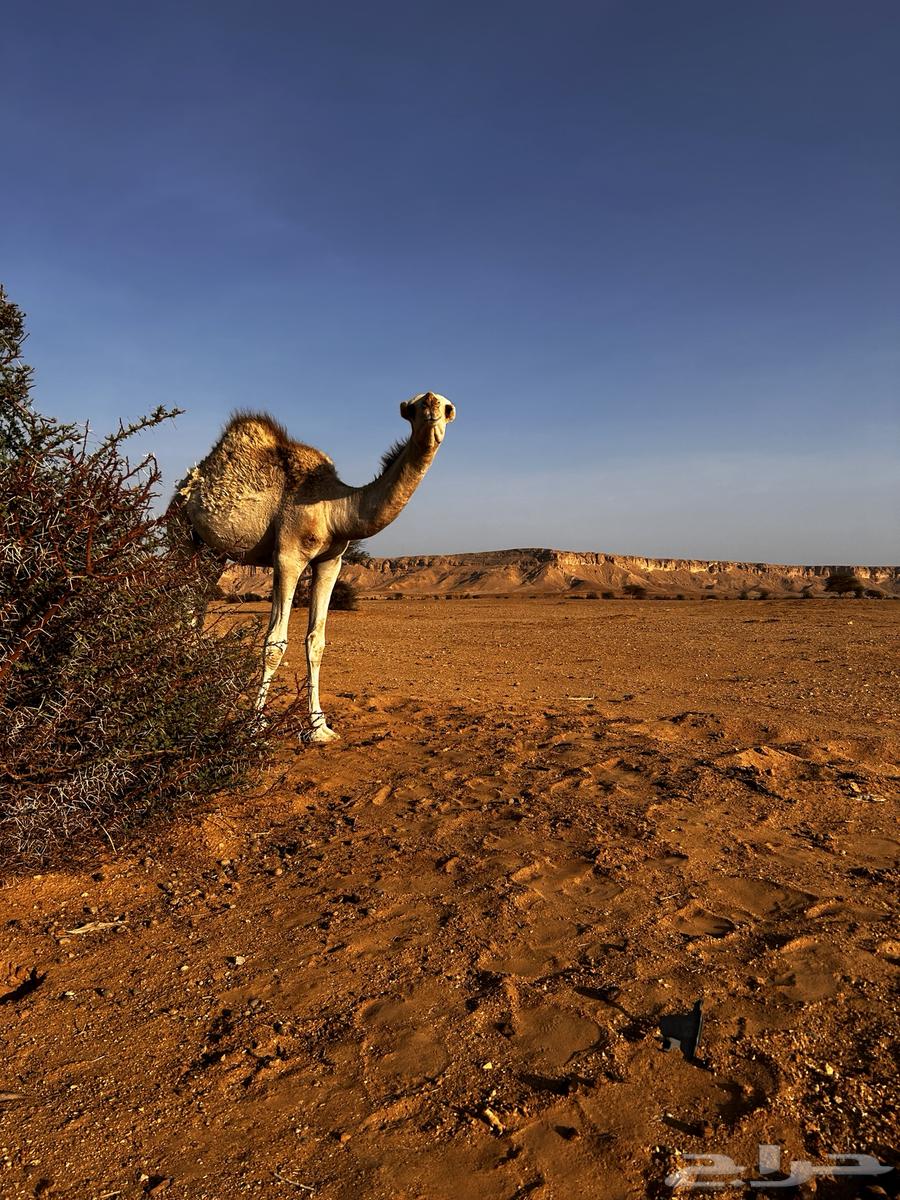 البكره للبيع64539953321601113