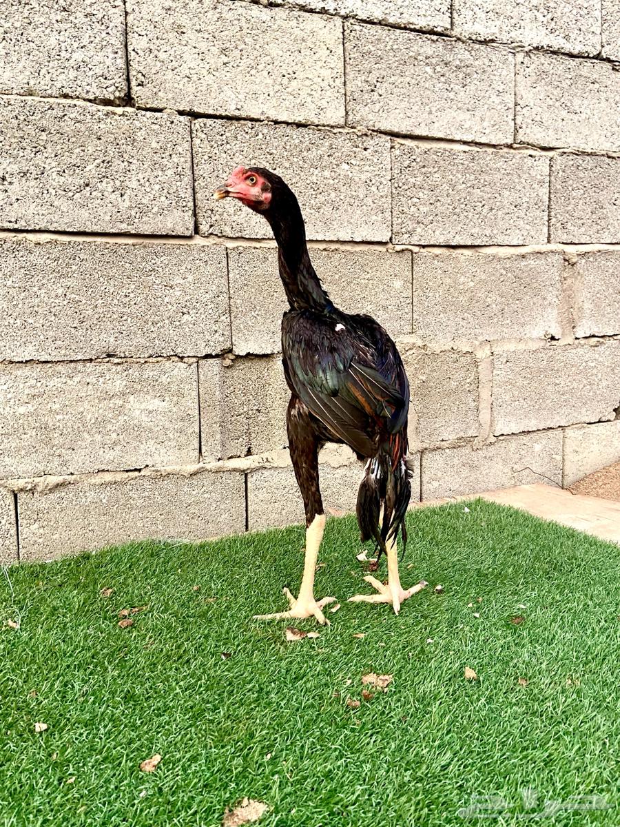 ديك سندي64541594093826110