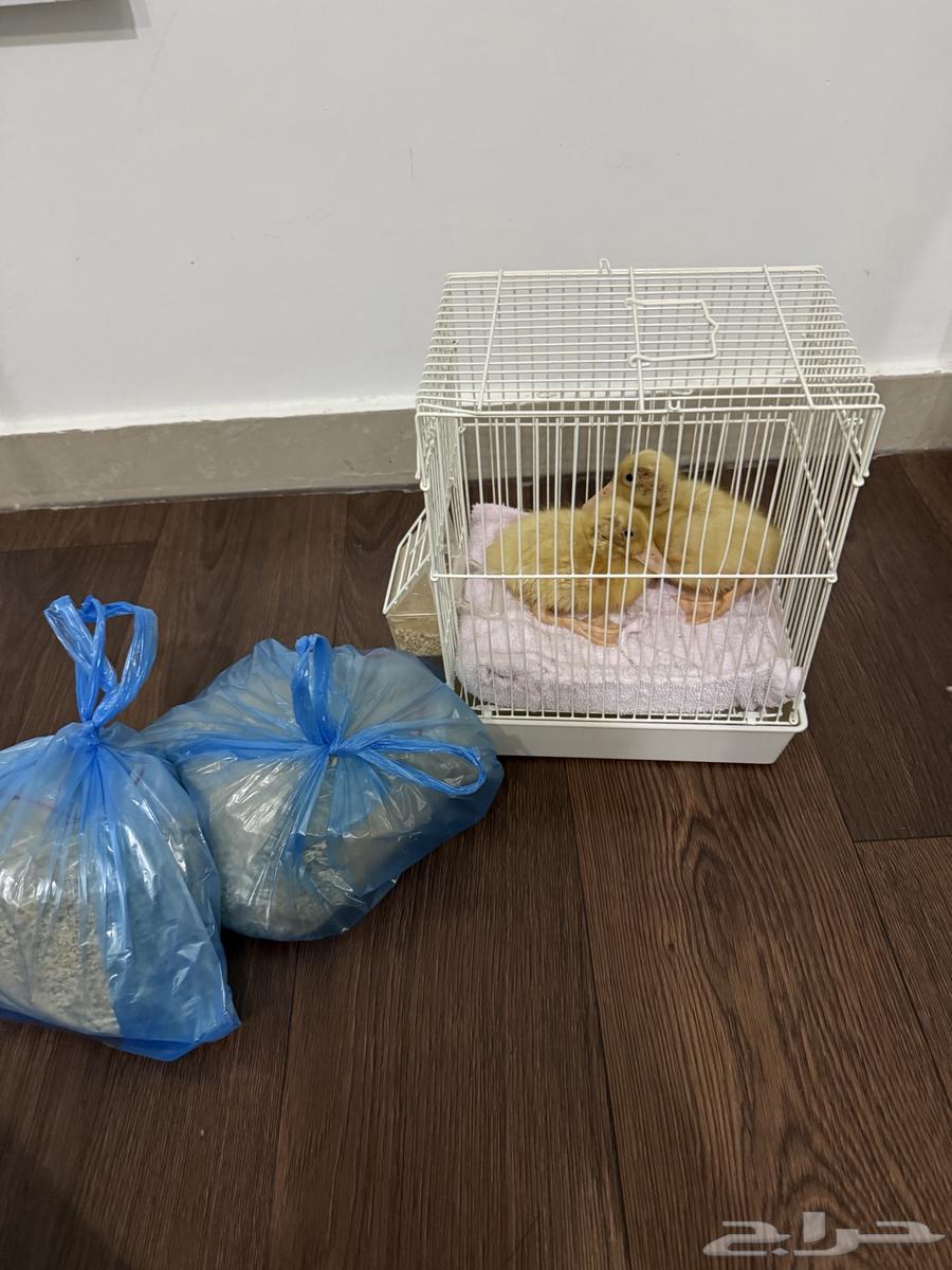 بط بكني صحته ممتازه وسعار جدا مناسب64541821678979113