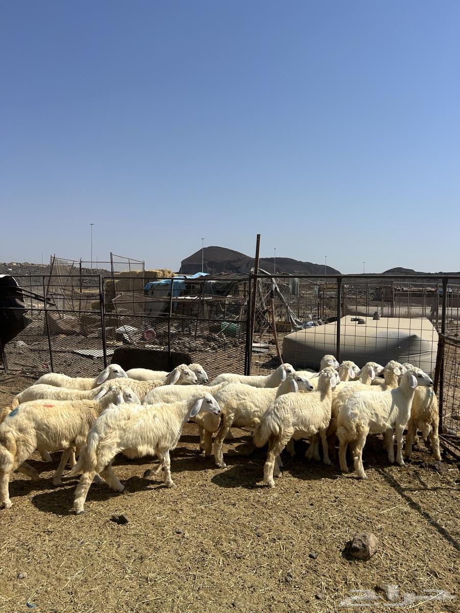 رخال حريات الحد ( 940 ) تم البيع64536975674754114