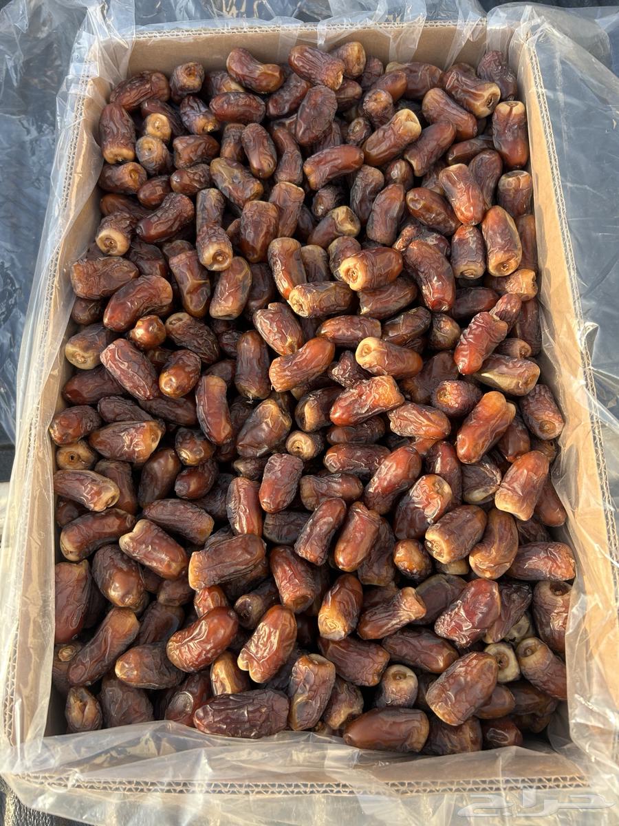 Barni Dates for Sale64540638044547113