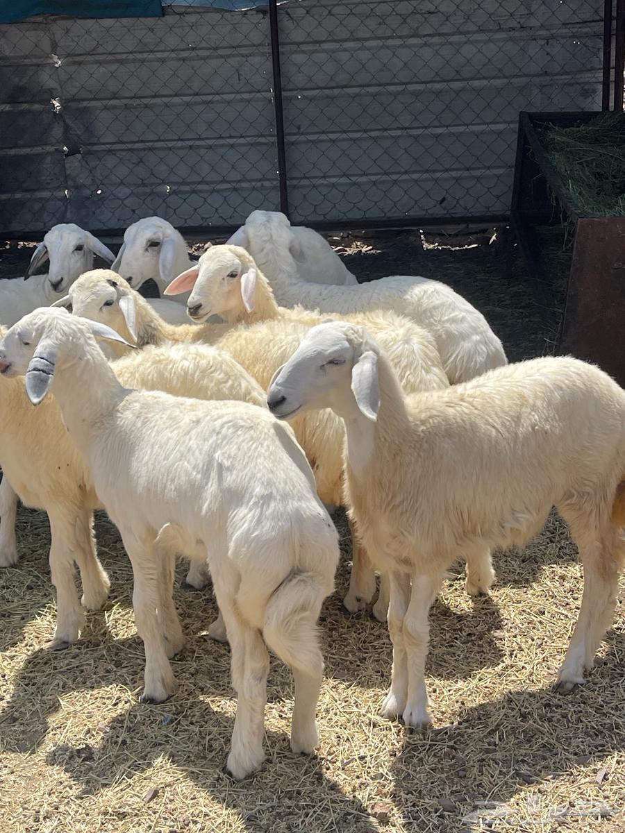 رخال فواخر تمم البيع64539386810755113