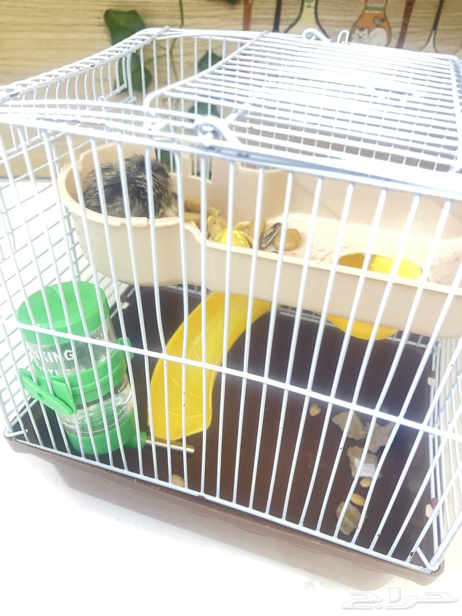 هامستر روسي رمادي وبيج ب50 ريال64539244920706112