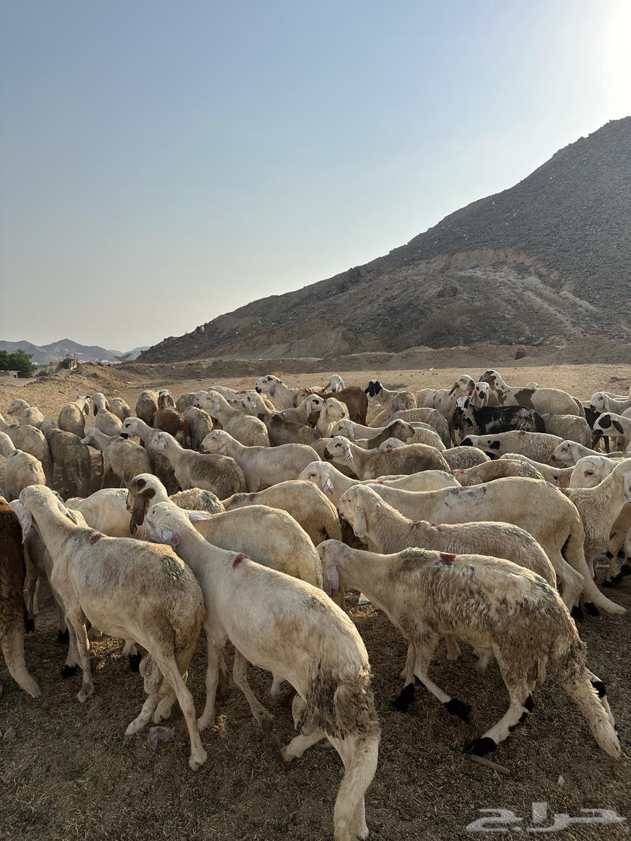 سواكن بيض64540423805698113