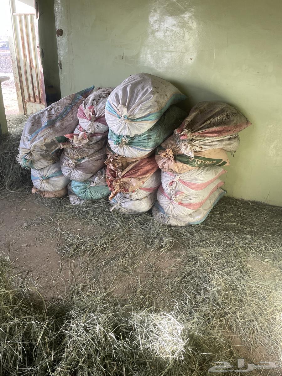 تمر غنم للبيع العدد 30كييس64540110361089110