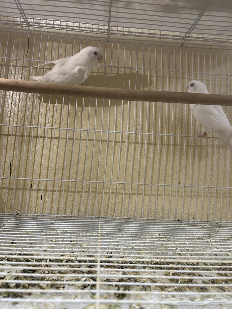 Pair of binos is productive64536070095619111