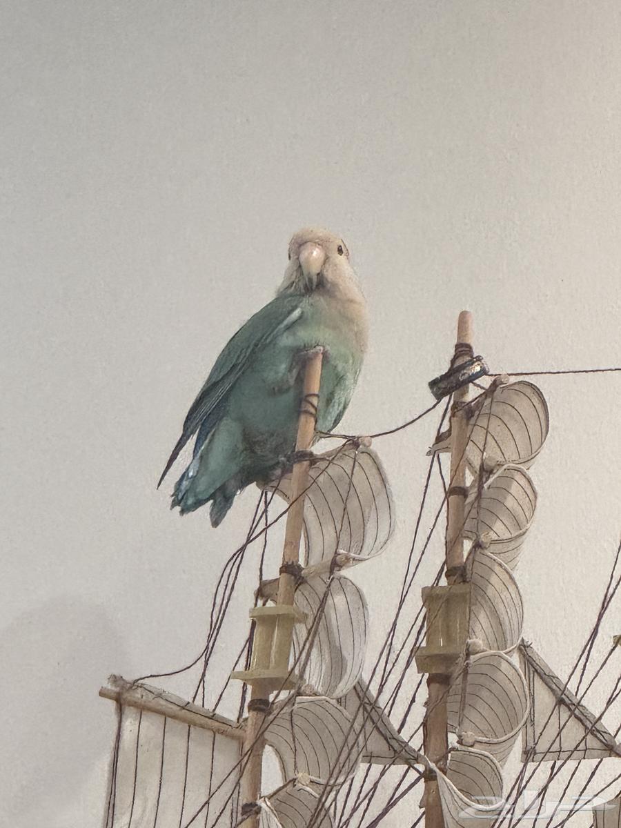 عصفورين روز ذكر وانثى مع شبك كبير   شبك صغير64535778874369111