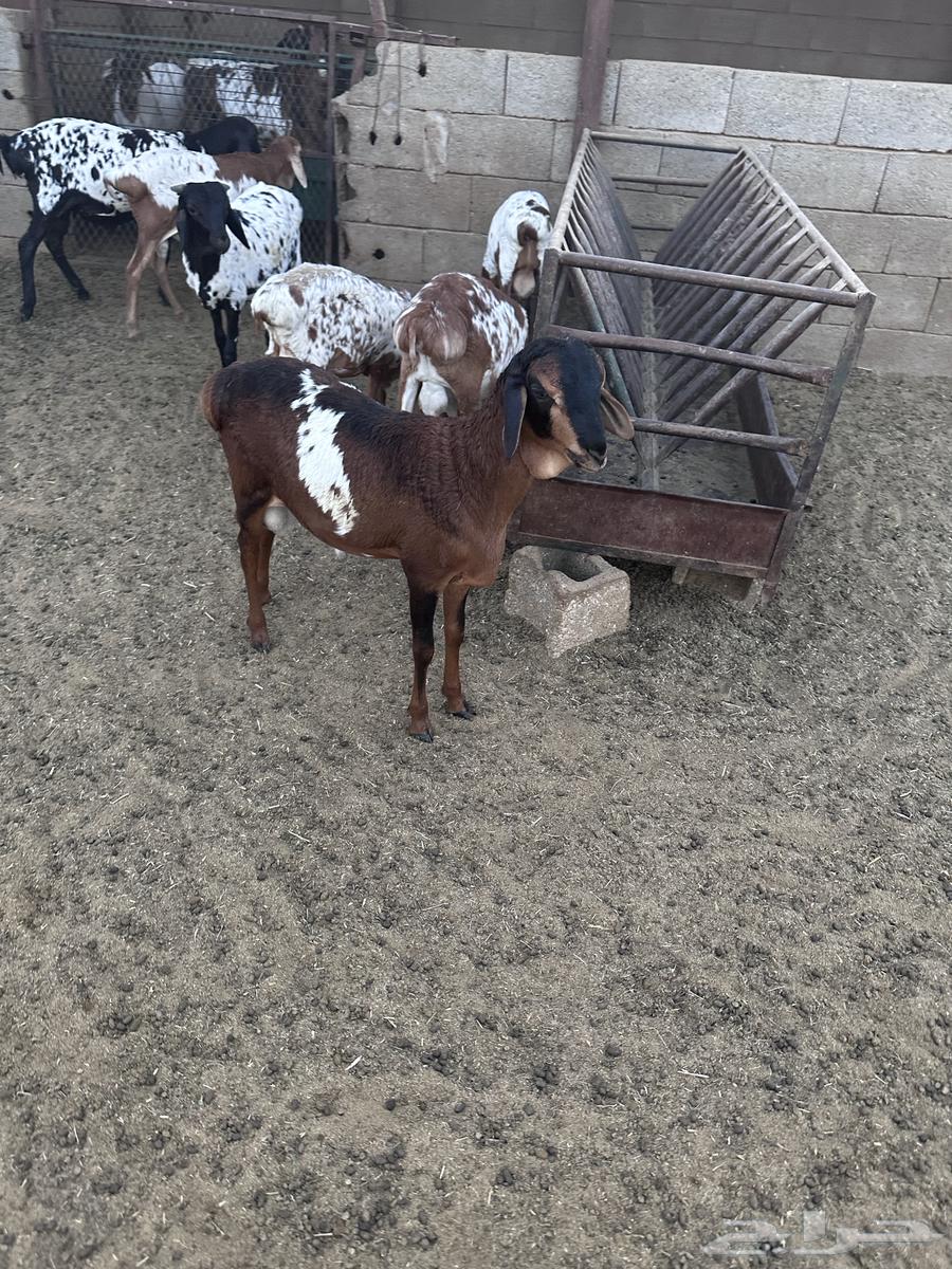 طليان برابر انتاج الحلال64541679117058113