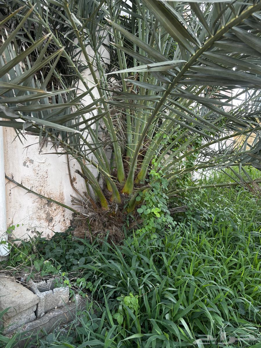 نخل للبيع64536641072515111